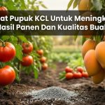 Manfaat Pupuk KCL Untuk Meningkatkan Hasil Panen Dan Kualitas Buah